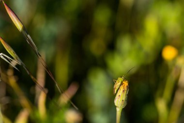 Böcek doğası hayvan çayırı doğal bahar bitkileri.