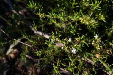 Çiçekler çayır baharı doğal doğa doğa bitki örtüsü