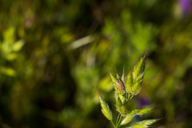 Böcek doğası hayvan çayırı doğal bahar bitkileri.