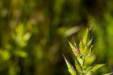 Böcek doğası hayvan çayırı doğal bahar bitkileri.