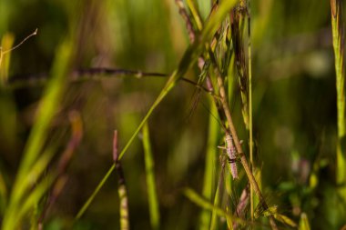 Böcek doğası hayvan çayırı doğal bahar bitkileri.