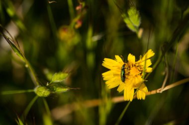 Böcek doğası hayvan çayırı doğal bahar bitkileri.