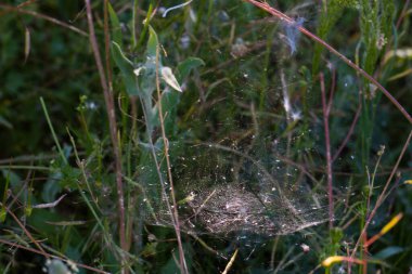 Böcek hayvan çayırı. Doğa ilkbaharda doğar.