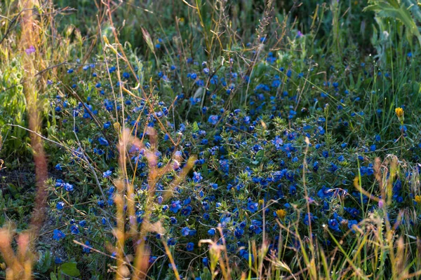 Flowers Plants Meadow Spring Nature Natural Outdoor Flora — Stock Photo, Image