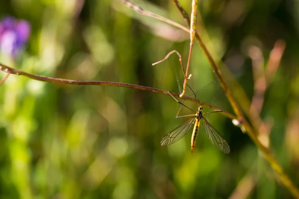 Insekt Natur Djur Äng Växter Utomhus Naturlig Vår — Stockfoto