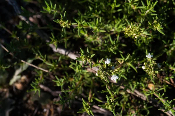 Çiçekler çayır baharı doğal doğa doğa bitki örtüsü