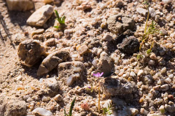 Böcek doğası hayvan çayırı doğal bahar bitkileri.