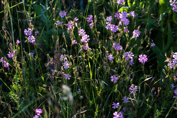 Květiny Rostliny Louka Jaro Příroda Přírodní Venkovní Flóra — Stock fotografie