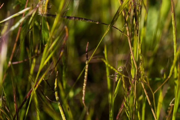昆虫の自然動物の牧草地植物屋外自然春 — ストック写真