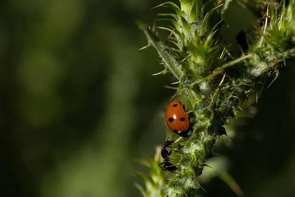 昆虫自然草甸植物室外自然春天 — 图库照片