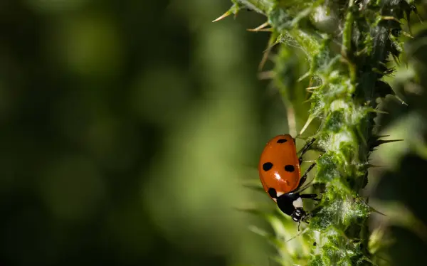Insekt Natur Tier Wiese Pflanzen Freien Natur Frühling — Stockfoto