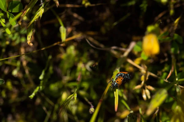 昆虫自然草甸植物室外自然春天 — 图库照片
