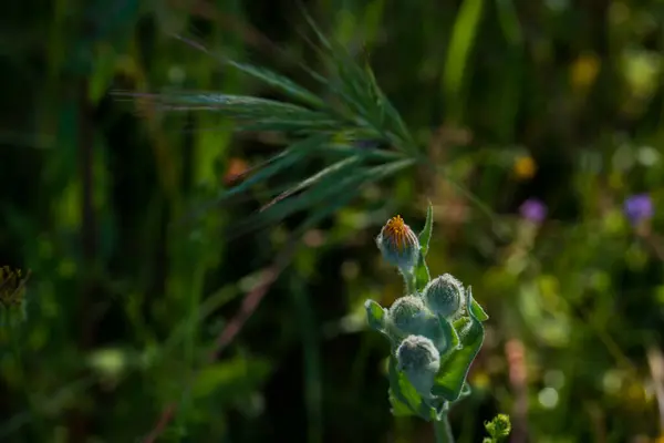 Les Fleurs Les Plantes Prairie Printemps Nature Naturel Extérieur Flore — Photo