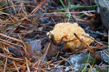 Mantar doğa ormanı doğal İspanya sonbahar renkleri