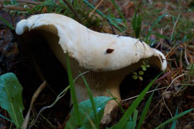 Mantar doğa ormanı doğal İspanya sonbahar renkleri