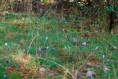 Çiçek sonbaharı açık çayır çimen renkleri yeşil 