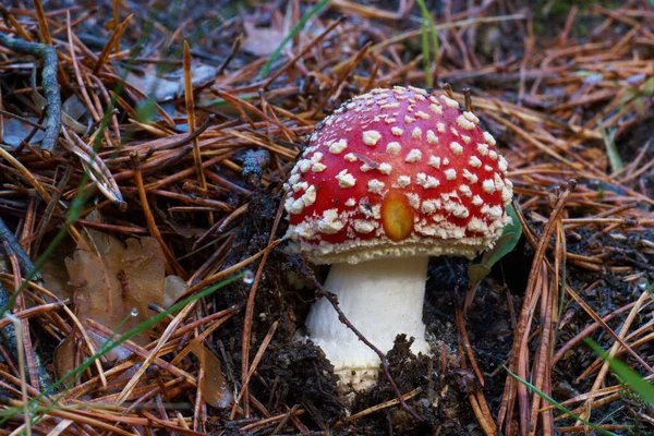 Pilz Natur Wald Freien Natürliche Spanien Madrid Herbst Farben — Stockfoto