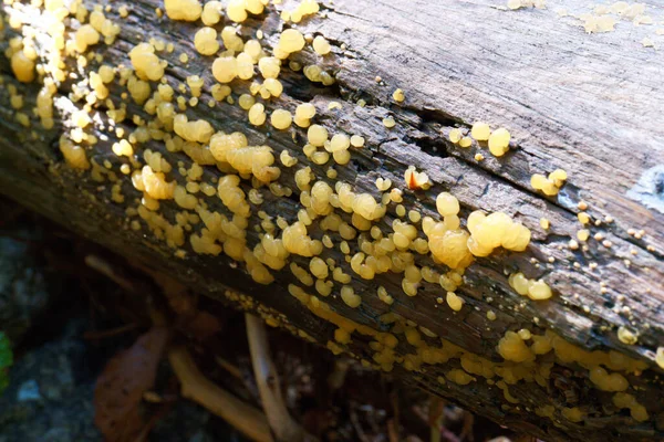 蘑菇自然森林室外自然沙棘 秋天的颜色令人毛骨悚然 — 图库照片