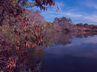 Sonbahar bitkileri açık hava manzarası doğa renkleri yapraklar