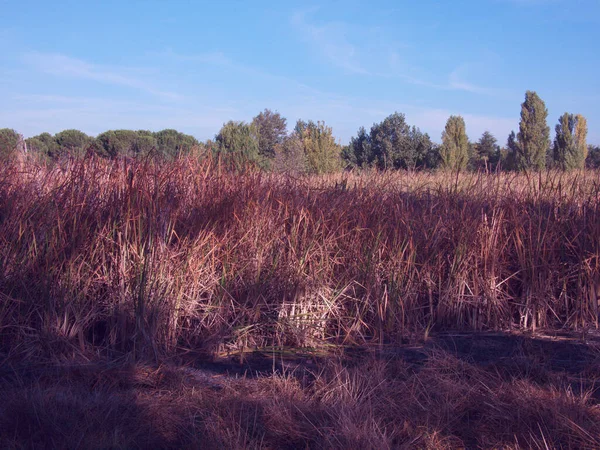 Jesienne Rośliny Krajobraz Odkryty Widok Natura Kolory Liście — Zdjęcie stockowe