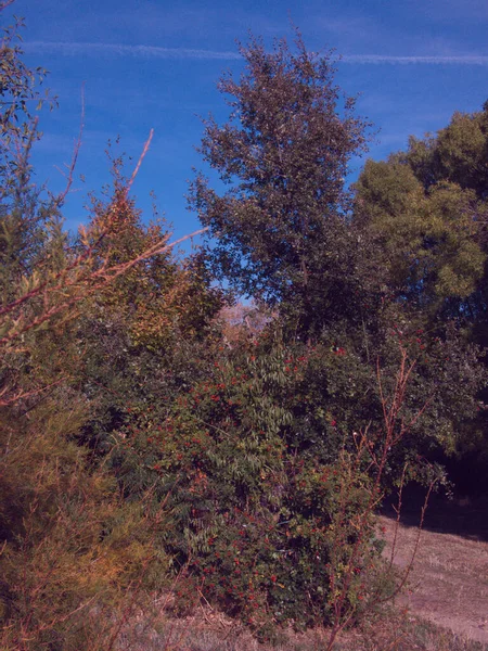 Herfst Planten Landschap Buiten Uitzicht Natuur Kleuren Bladeren — Stockfoto