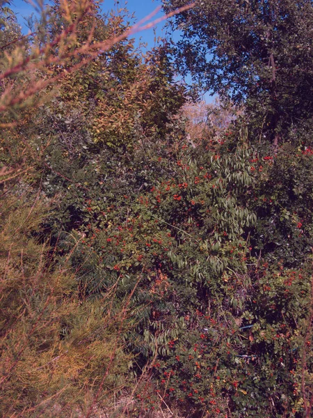 Φθινοπωρινά Φυτά Τοπίο Θέα Φύση Χρώματα Φύλλα — Φωτογραφία Αρχείου
