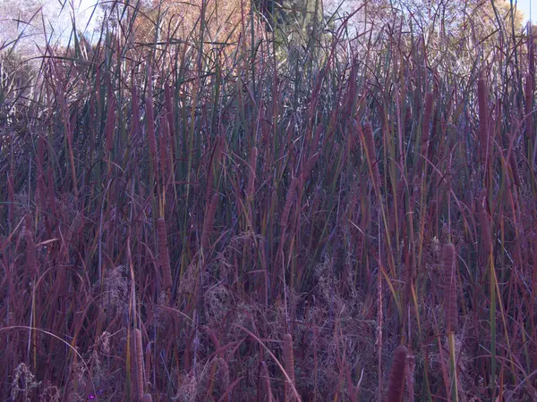 Jesienne Rośliny Krajobraz Odkryty Widok Natura Kolory Liście — Zdjęcie stockowe