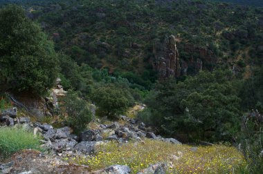 manzara manzarası doğa ağaçları dağlar açık bahar bitkileri