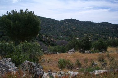 manzara manzarası doğa ağaçları dağlar açık bahar bitkileri