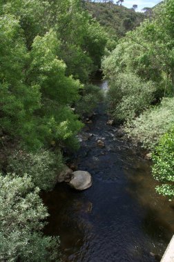 Nehir suyu ağaçları ilkbahar doğa manzarası