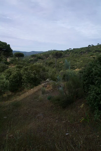 Krajina Pohled Příroda Stromy Hory Rostliny Venkovní Jaro — Stock fotografie