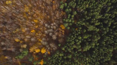 Sonbaharda yaprak döken ve kozalaklı ormanlar. Aynı ormanda yeşil ve altın rengi. Güneşli bir sonbahar.
