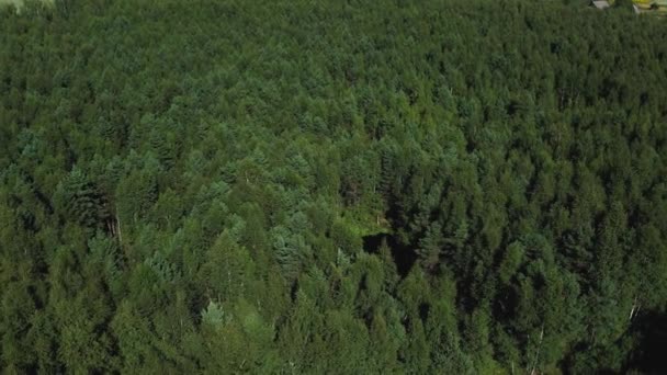 Forêts Feuillus Conifères Automne Couleurs Vertes Dorées Dans Même Forêt — Video