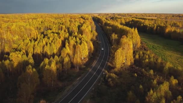 Autumn Forest Road Passing Cars Top View Aerial Photography Golden — Stock Video