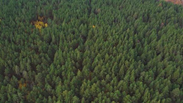 秋天的落叶森林和针叶林 同一片森林的绿色和金色 空中摄影 阳光明媚的秋天 — 图库视频影像