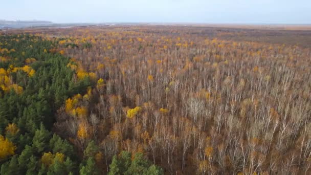 Листяні Хвойні Ліси Восени Зелені Золоті Кольори Одному Лісі Аерофотозйомка — стокове відео