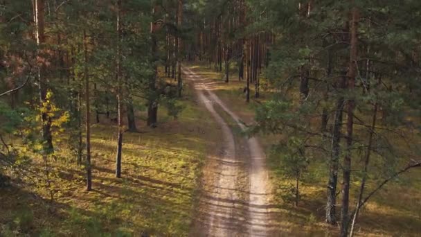Kamera Przelatuje Przez Jesienny Las Nikogo Nie Pobliżu — Wideo stockowe
