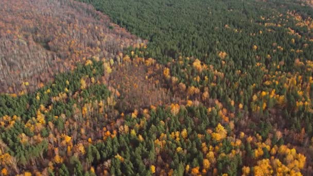 Листяні Хвойні Ліси Восени Зелені Золоті Кольори Одному Лісі Аерофотозйомка — стокове відео