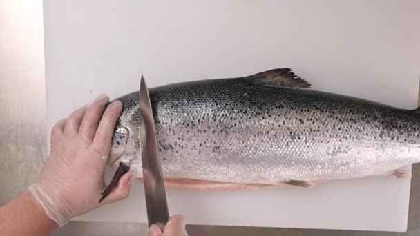 Mani Degli Uomini Tagliano Accuratamente Pesce Rosso Salmone Preparano Fare — Video Stock