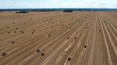 Sapkın samanlarla bir tarlayı vurmak. Güzel manzara. Sonbaharın başlangıcı.