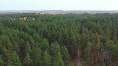 Sonbaharda yaprak döken ve kozalaklı ormanlar. Aynı ormanda yeşil ve altın rengi. Uçaktan görüntü