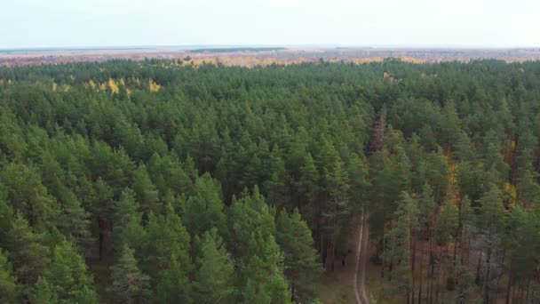 Florestas Caducas Coníferas Outono Cores Verdes Douradas Mesma Floresta Vista — Vídeo de Stock