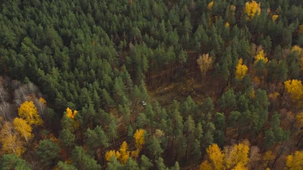 Lasy Liściaste Iglaste Jesienią Zielone Złote Kolory Tym Samym Lasie — Wideo stockowe