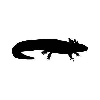 Siluet Meksikalı Semender Axolotl. Ambystoma mexicanum.