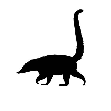 Siluet Nasua Coati. Vahşi yaşam hayvanı..