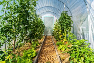 Yeşil sebzeli sera, yaz bahçeleri.