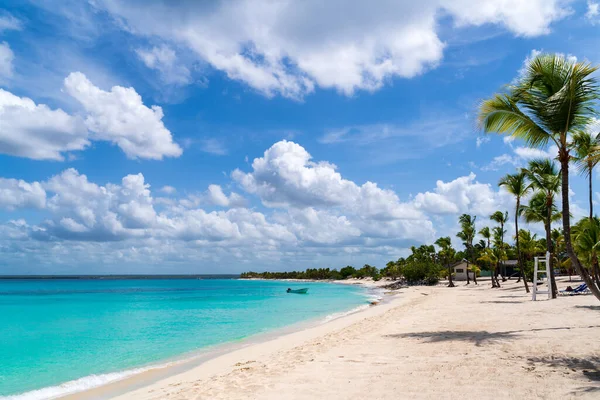 Palm Trees Coast Line Catalina Island Dominican Republic — 스톡 사진