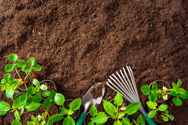 Top View of gardening tools and seedlings on soil