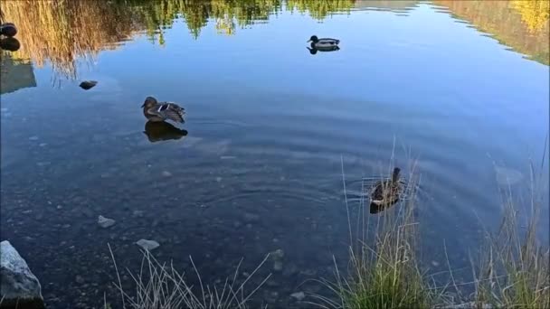 Patos Salvajes Lago Hermosos Patos Salvajes Flotantes — Vídeo de stock