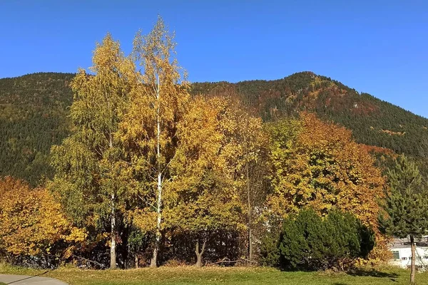 Autumn nature is beautifully colored in golden colors, trees in autumn
